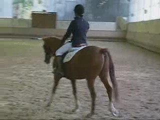 Dressage Club Imposée