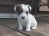 chiot jack russell