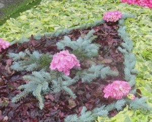 Fêtes de la Saint Antoine juin 2009 à Lézat sur Lèze