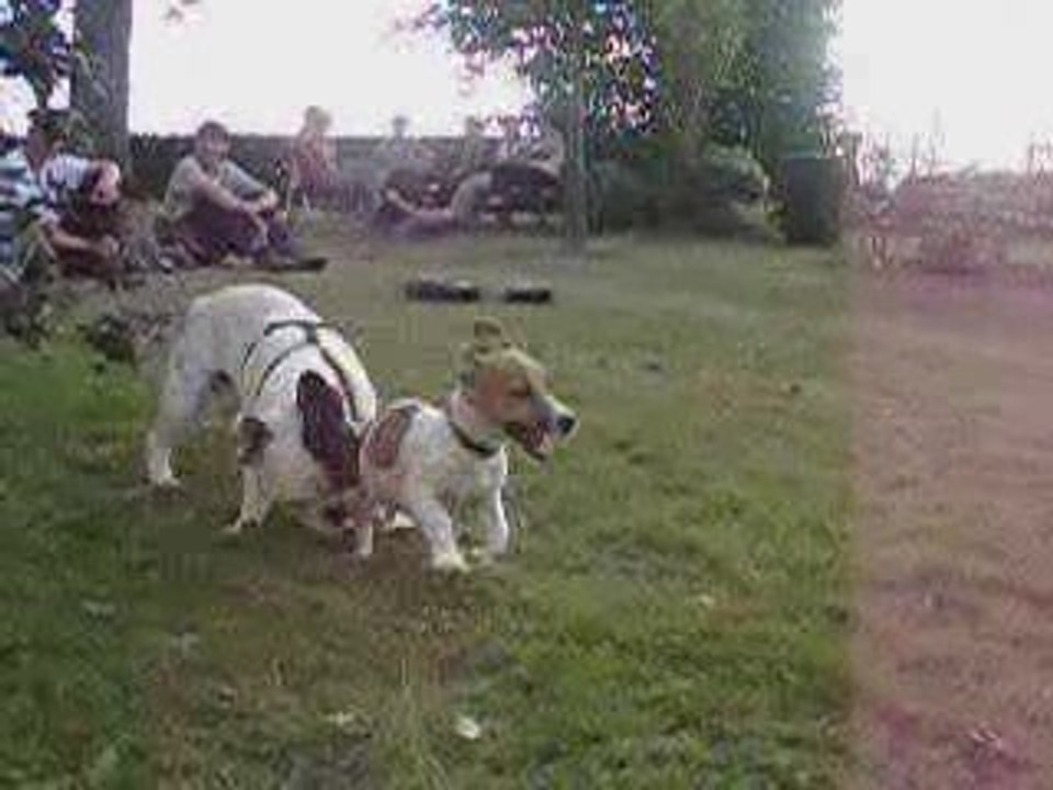 Bouledogue Français & Jacques Russel