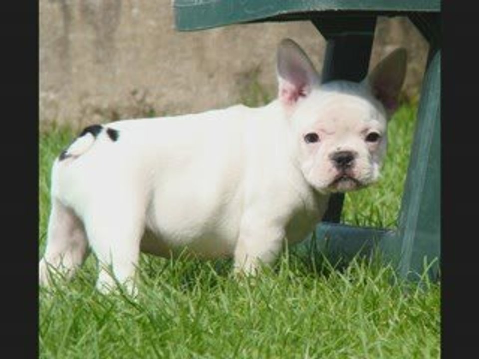 Mon bébé Damballa !!!