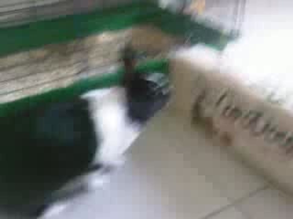 Lapin (L)