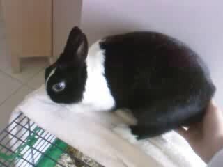 Lapin fait du saut ! xD