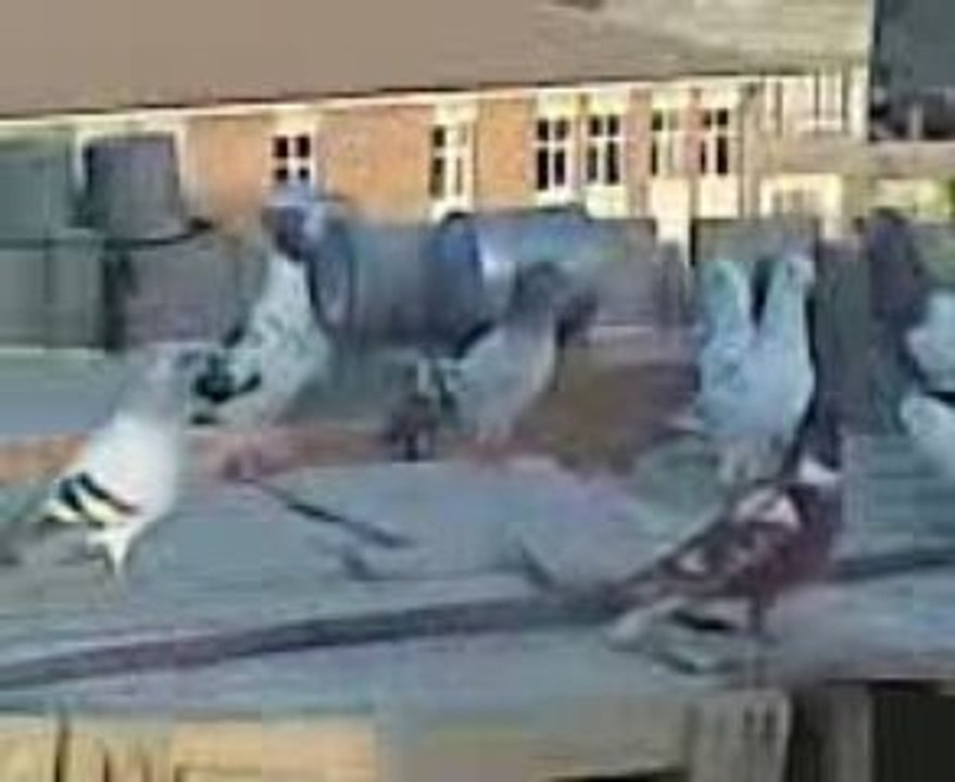 Şanlıurfa Karışma Kuşları-5  yıl 2004