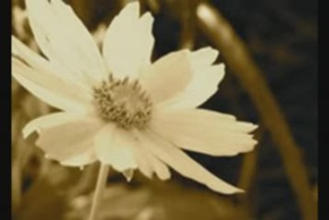 SILENTLY (RITA CÉLIA)