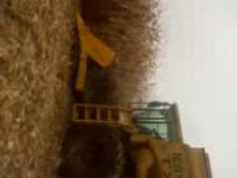 moisson mais