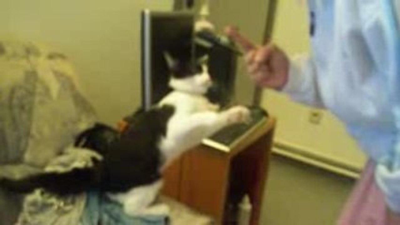 NOTRE CHAT
