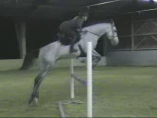 Ramses Bleu entrainement obstacle 1er novembre