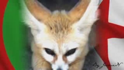 Les Fennecs, Les Guerriers du Desert ...