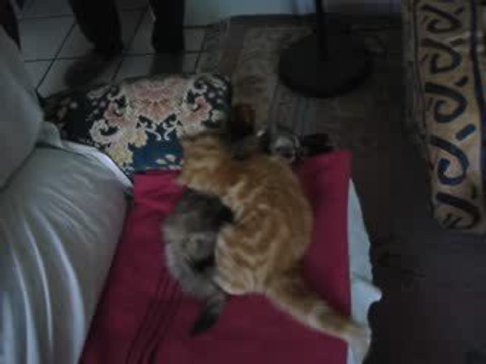 Chatons - Bataille sur le canapé