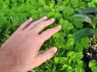 mimosa plante sensitive