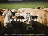 Learn Russian - Russian Farm Animals Vocabulary
