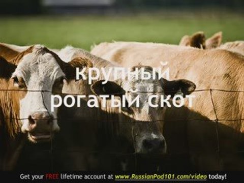Learn Russian - Russian Farm Animals Vocabulary