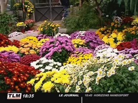 Expo : Chrysanthèmes en fête ! au jardin botanique de Lyon