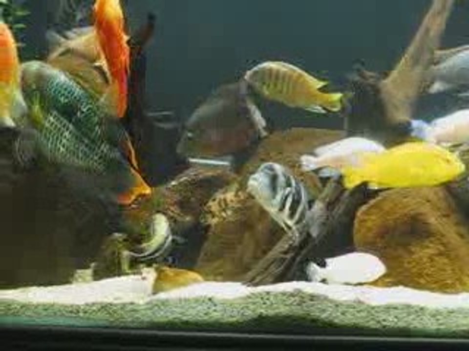 Akvaryumum...İskender Türk-Uşak