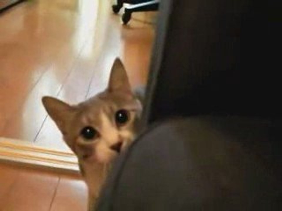 Stalking Cat il gatto che gioca a  1 2 3 stella