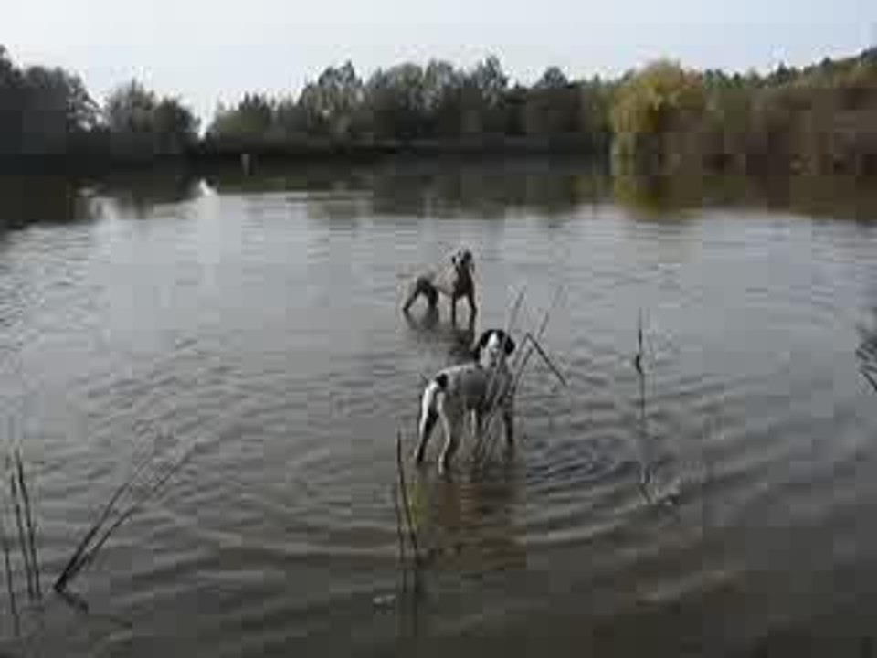 MOV02891  éducation de E'Jazz   par Chrystalle...