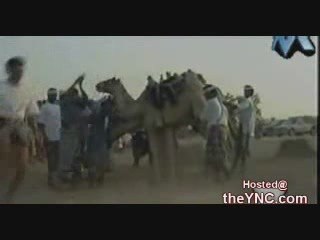 Il salto del cammello