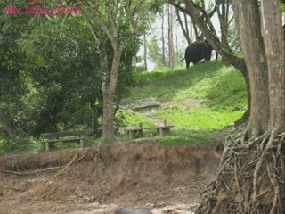 Dubare Elephant Camp, Coorg, Karnataka, India