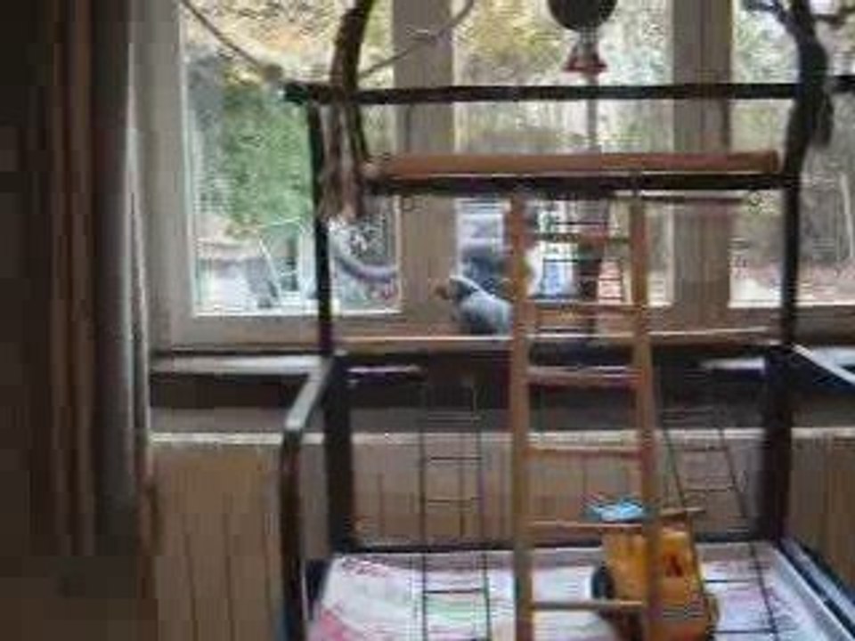 la suite avec le chat