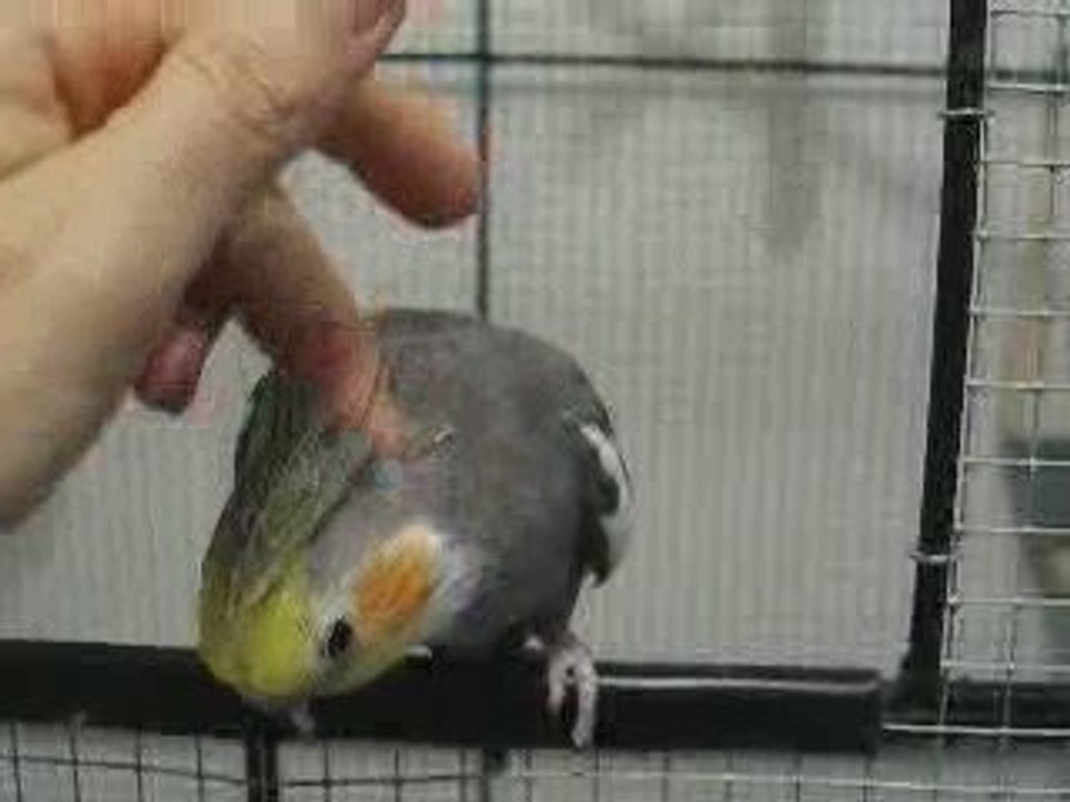 Noé gazouille porte volière