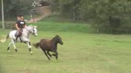 Equitation de Travail (2)
