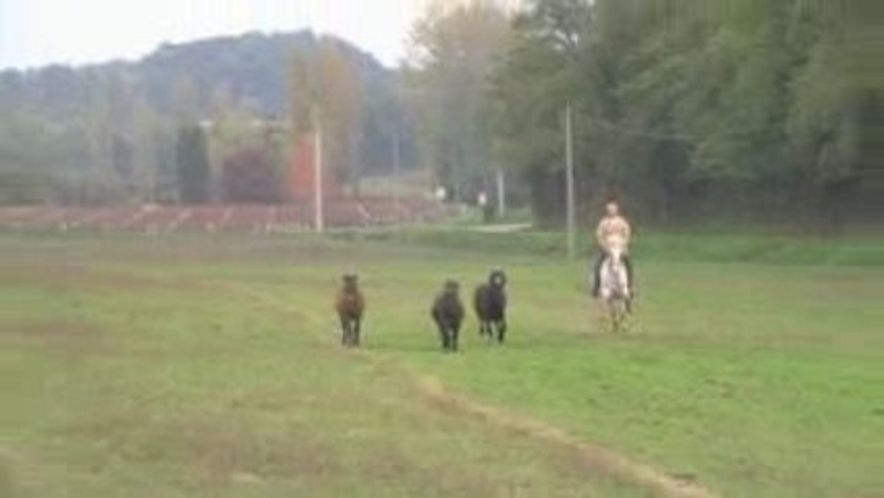 Equitation de Travail (3)