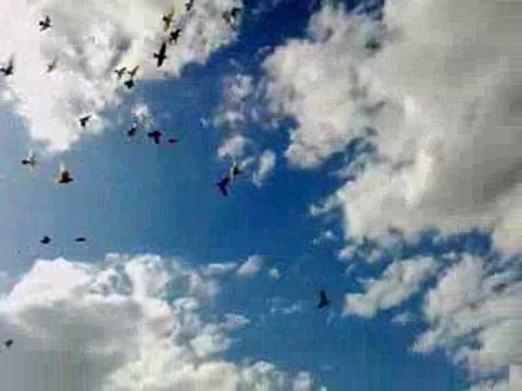 FEHMİ ATEŞ / ŞANLIURFA / SALMA İÇİ FİLO GÜVERCİNLERİ