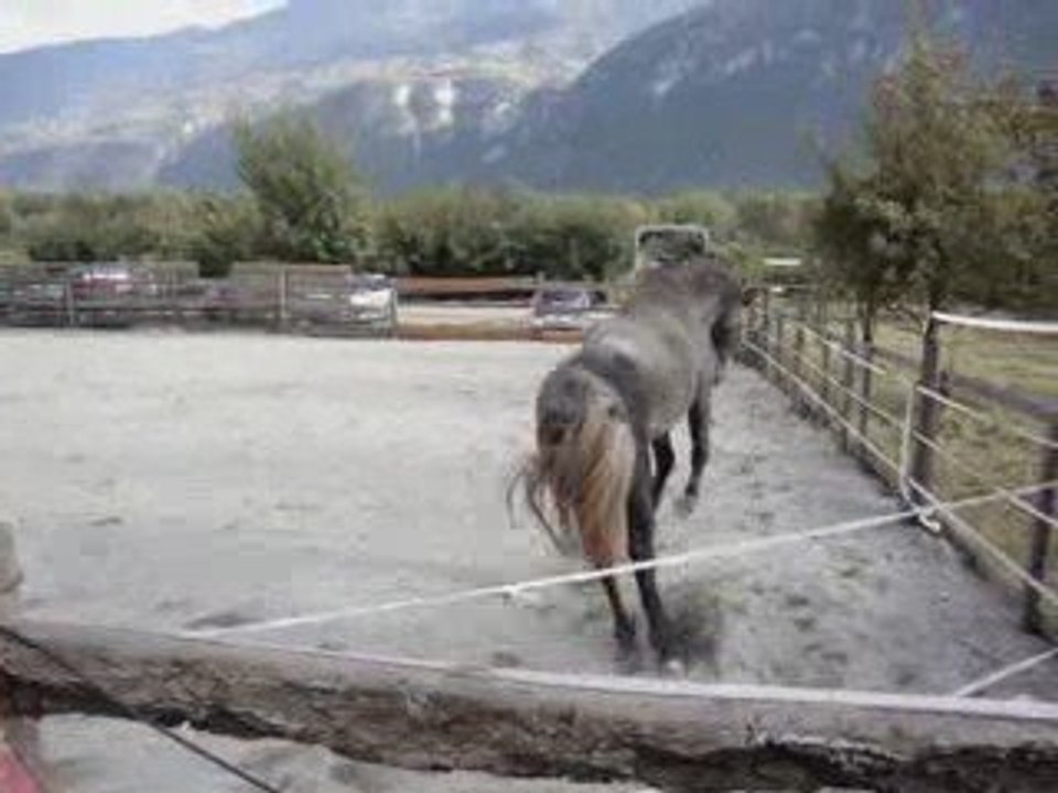 Sayan foufou, Equitalyon