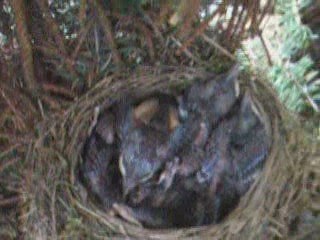 VIDEOS DE PETITS MERLES DANS LEUR NID!!!!