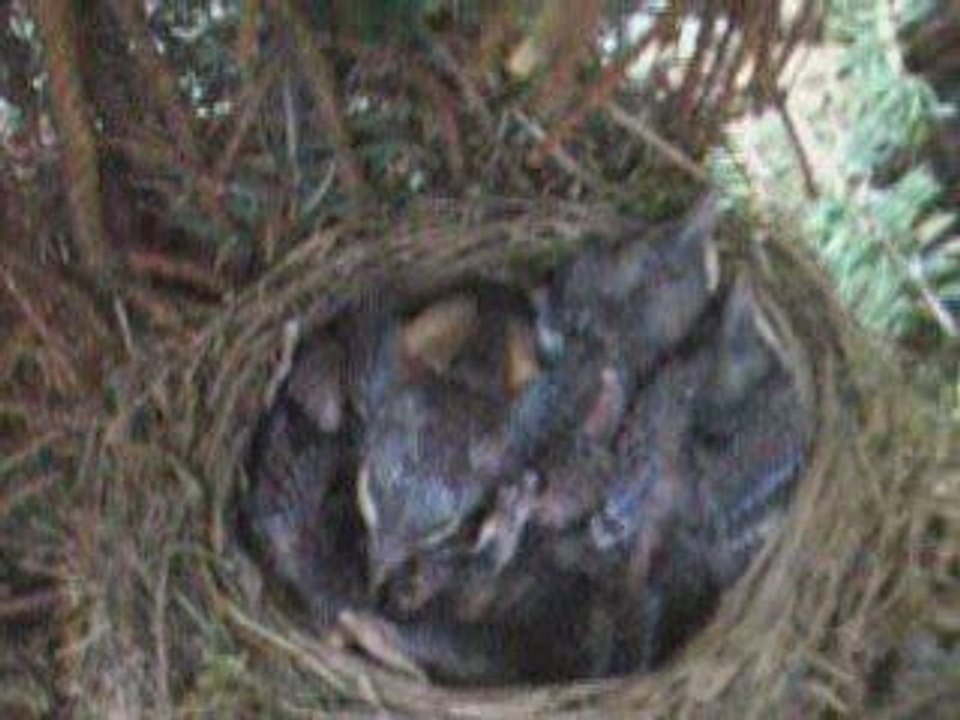 VIDEOS DE PETITS MERLES DANS LEUR NID!!!!