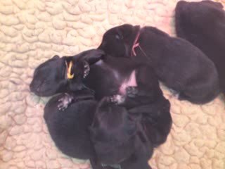 CHIOTS KIARA/LUKAS - SEMAINE 1