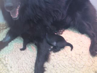 CHIOTS KIARA/LUKAS - SEMAINE 1