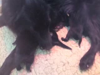 CHIOTS KIARA/LUKAS - SEMAINE 1