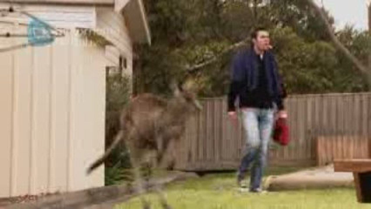 Melbourne Campervan Hire - Kangaroos in your campsite