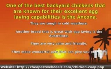 Learn The Best Backyard Chickens That Are Worth Considering