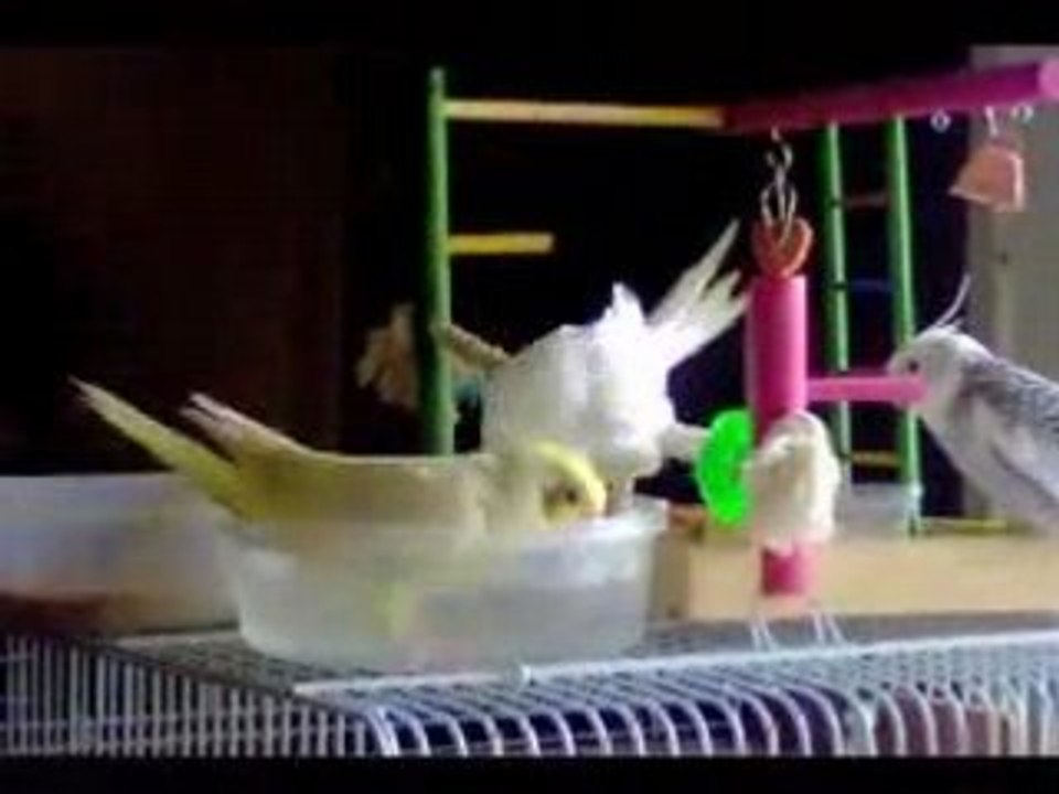 le bain