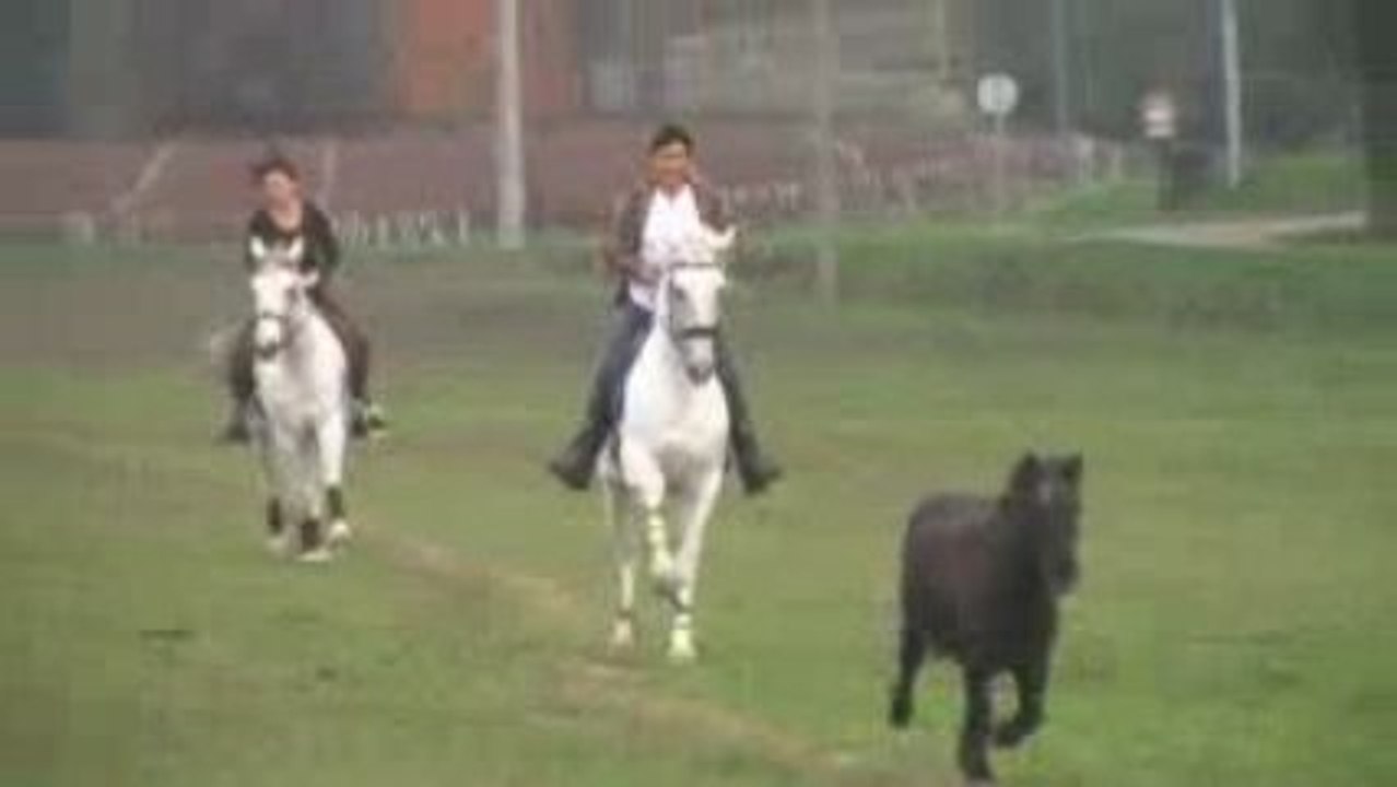 Equitation de Travail (7)
