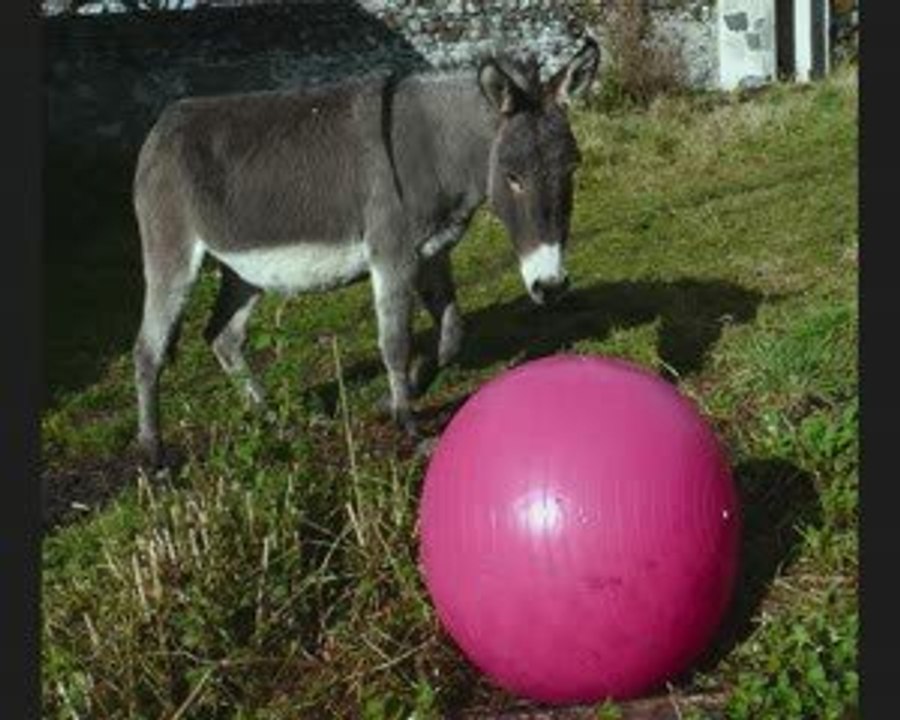 ballon