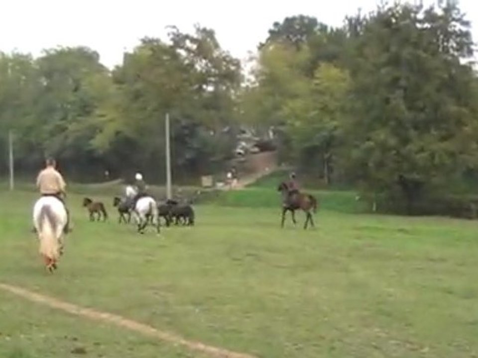 Equitation de Travail (12)