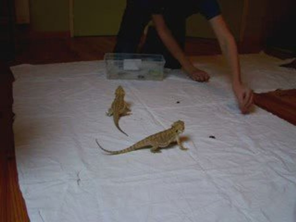 pogona vs grillons