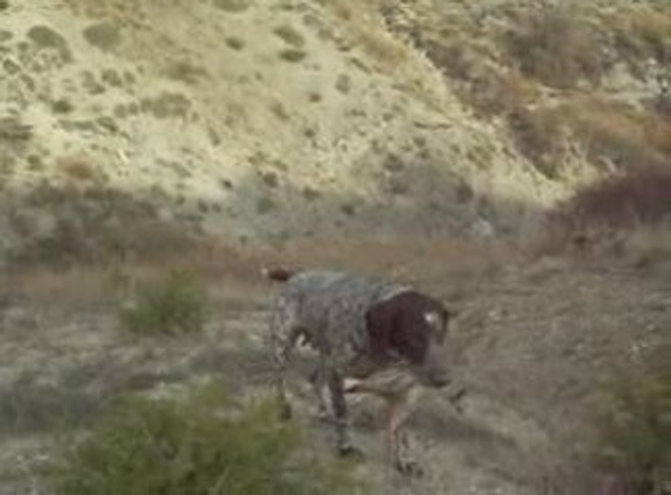 kurzhaar aport yalvaç