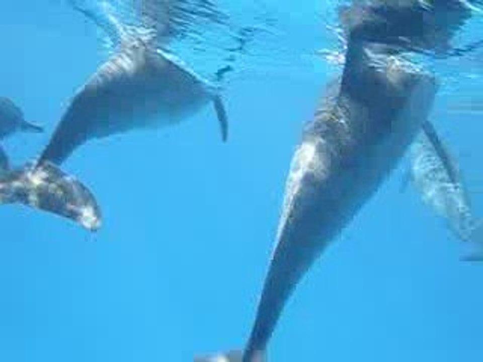 dauphins  marsa alam 2009