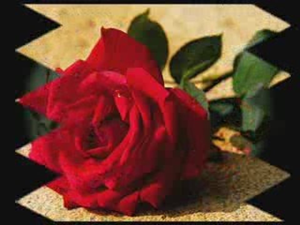 Ahmet Şafak - Gülüm