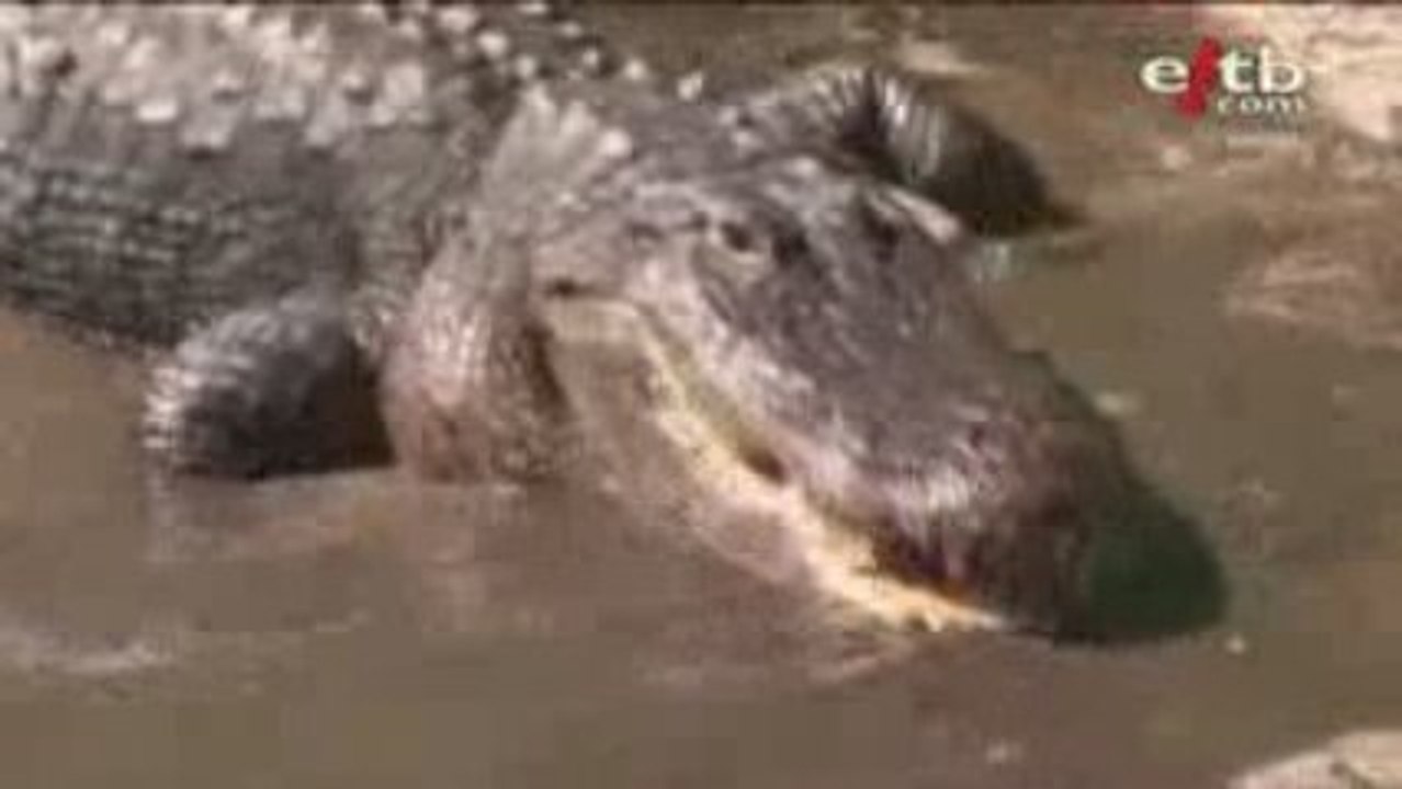 Orlando. Krokodilo artean