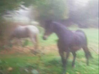 Les chevaux sous la pluie