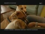 Reportage Suisse sur les chiens dit 