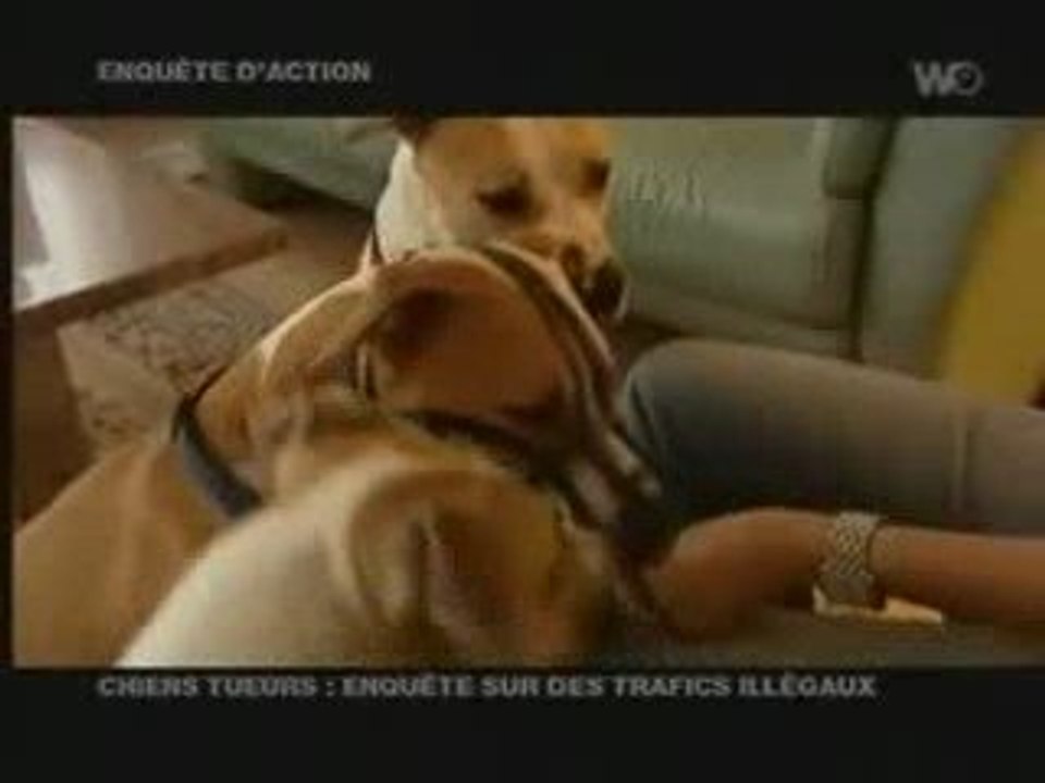 Reportage Suisse sur les chiens dit "dangereux"