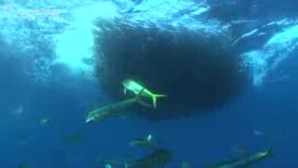 The Last Sardine - The Underwater Channel.tv