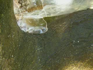 Etude comportementale de la fourmi Argentine